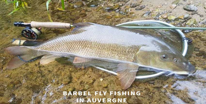 Barbel fly fishing in Auvergne